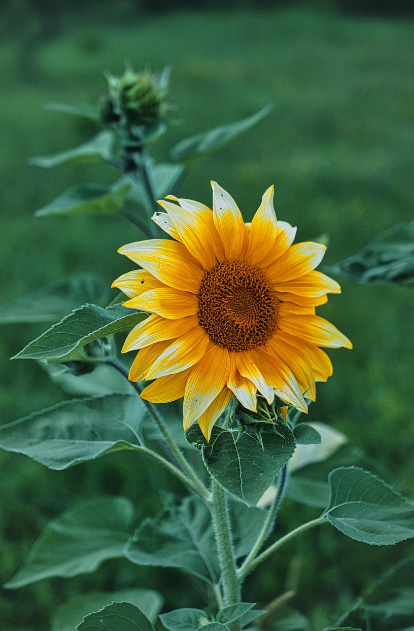 Sunflower Flower Yellow - Free photo on Pixabay - Pixabay