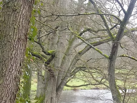 Wald, Natur, Baum, Regen, Fluss, Holz
