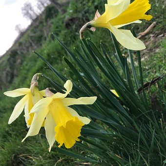 Free Daffodils Flowers illustration and picture