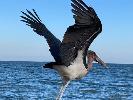 Free Marabou Bird illustration and picture