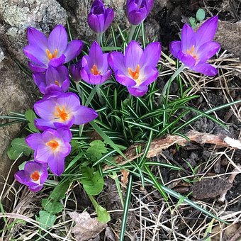 Free Crocuses Flowers illustration and picture
