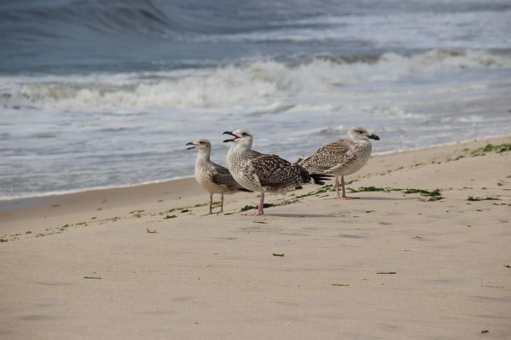 4,000+ Free Bird Beach & Beach Images - Pixabay