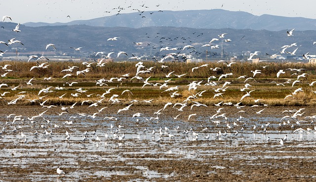 Vogels, Migratie, Valencia, Albufera