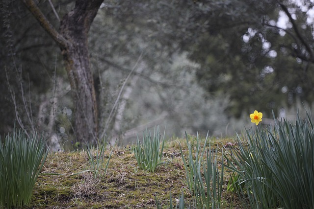 Osterglocke, Gelbe Blume, Wildblumen