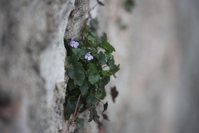 Mauerblümchen, Mut, Tapferkeit, Hoffnung
