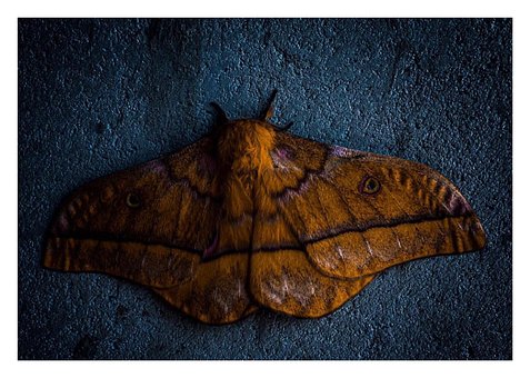 Free Mot Butterfly illustration and picture