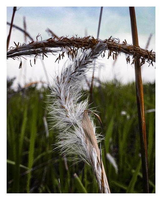 Free Seeds Grass illustration and picture