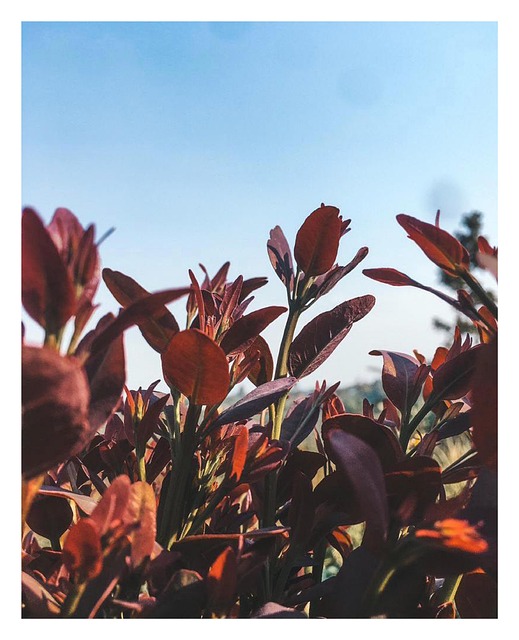 Free Landscape Nature illustration and picture