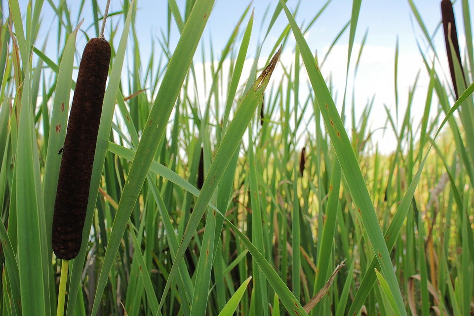 Marsh Cane Collection Lake Marsh Cane - Free photo on Pixabay - Pixabay