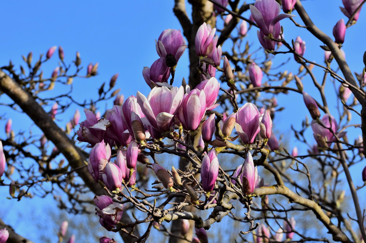 Magnolia Flowers Flower Buds - Free photo on Pixabay