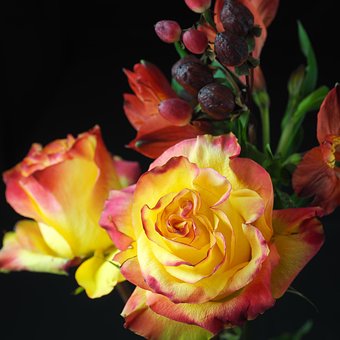 Free Flower Nature photo and picture