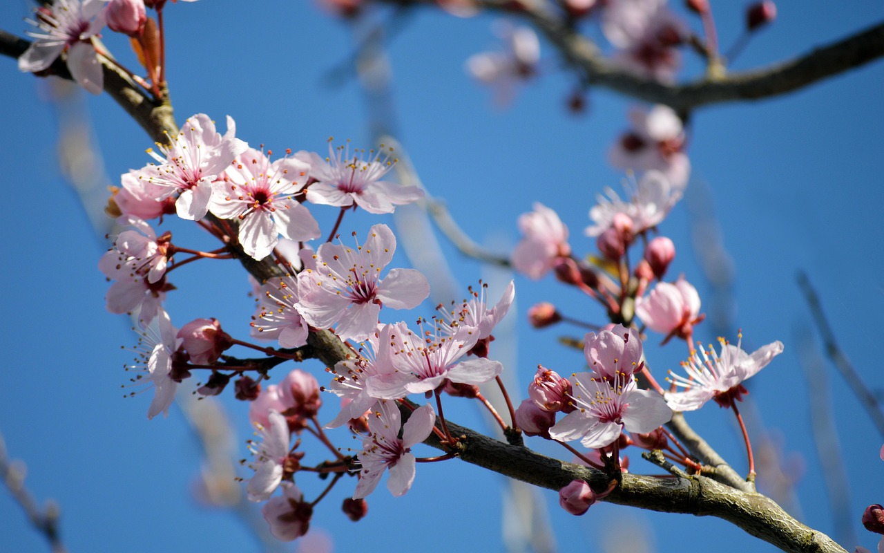Cherry Blossoms Tree Petals Free photo on Pixabay Pixabay