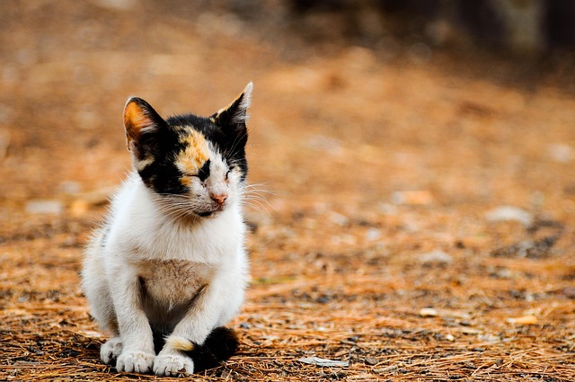 Free Cat Meow photo and picture