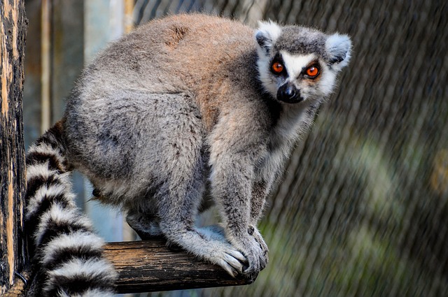 Free Lemur Eyes photo and picture