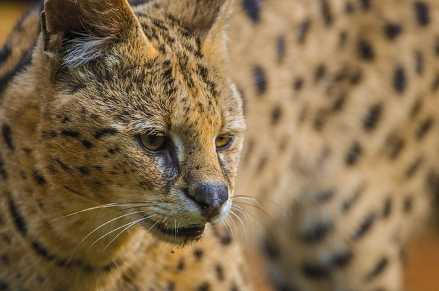 Free Wildcat Close-Up photo and picture