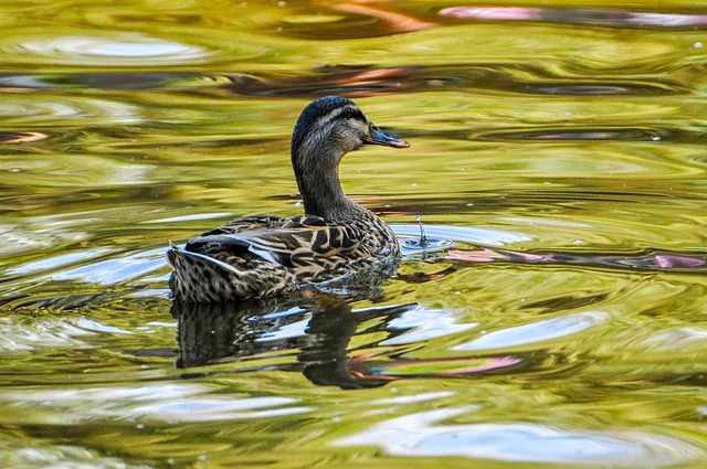 Free Swan Bird photo and picture