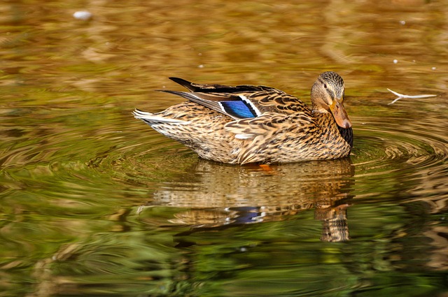 Free Duck Bird photo and picture