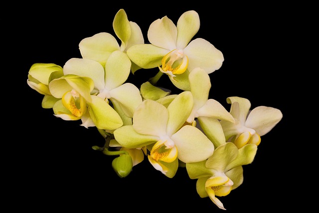 Free Phalaenopsis Orchid photo and picture