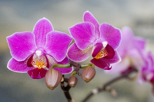 Free Phalaenopsis Orchids photo and picture