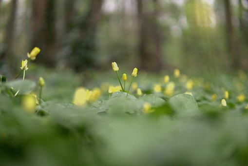 Blomster, Skog, Drikke, Natur, Våren