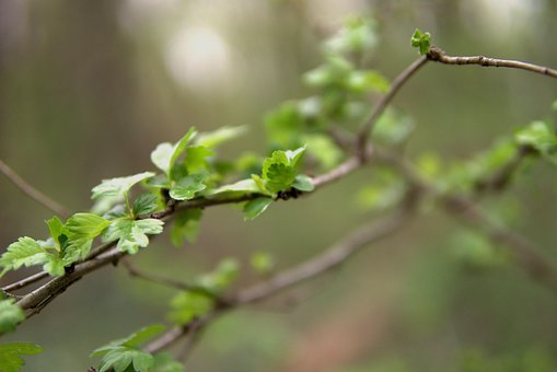 Ark, Skog, Grener, Drikke, Natur, Vår