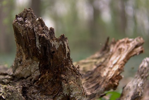 Tre, Stamme, Stubbe, Natur, Skog