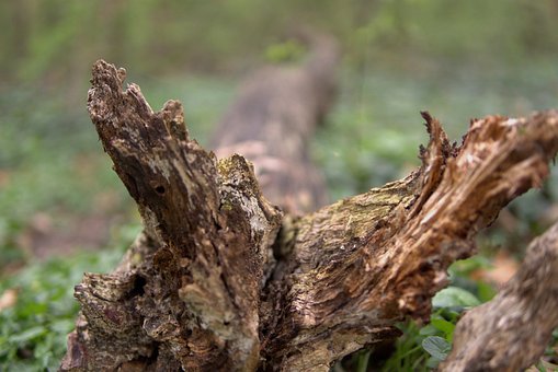 Tre, Skog, Stubbe, Natur, Vår, Regn