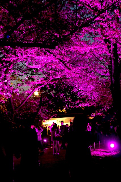 Free Flowers Cherry Blossoms photo and picture