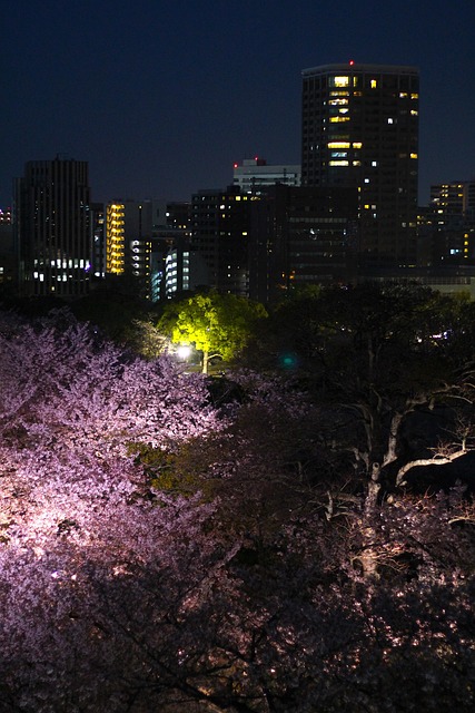Free Cherry Blossoms Spring photo and picture