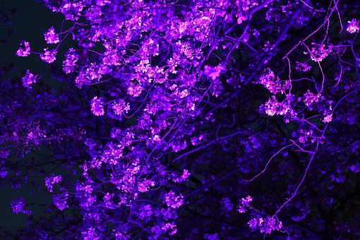 Free Cherry Blossoms Spring Flower photo and picture