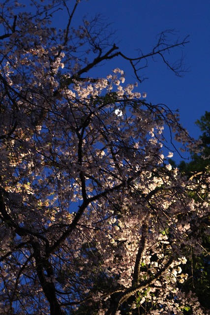 Free Cherry Blossoms Spring photo and picture
