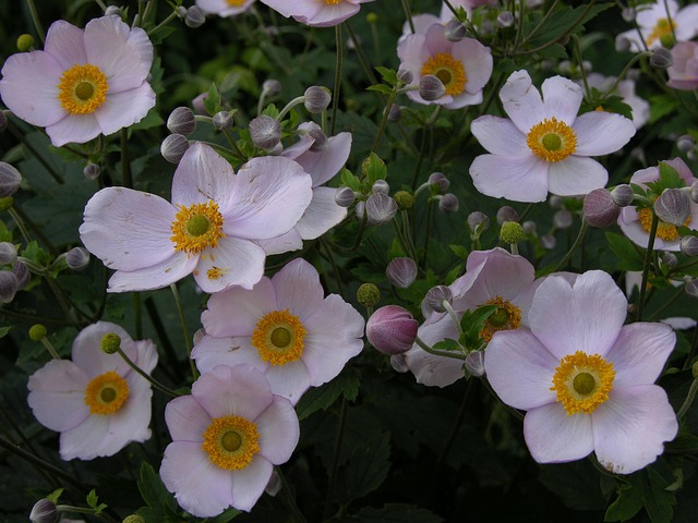 Free Anemone Flower photo and picture