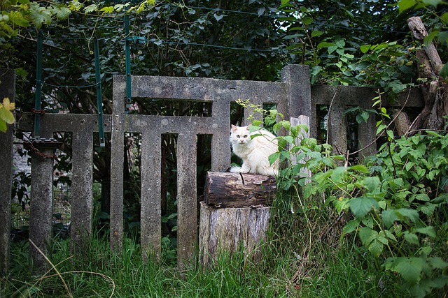 Free Cat Nature photo and picture