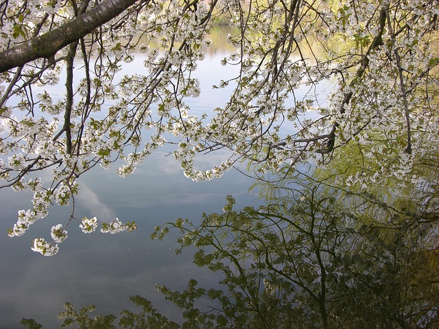 Free Spring Blossoms photo and picture
