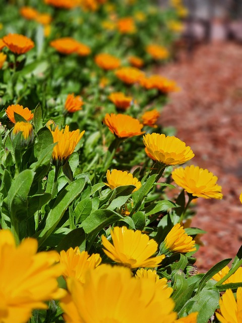 Free Nature Summer photo and picture