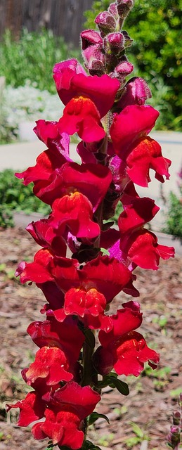 Free Spring Red photo and picture