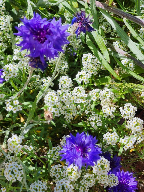 Free Purple White photo and picture