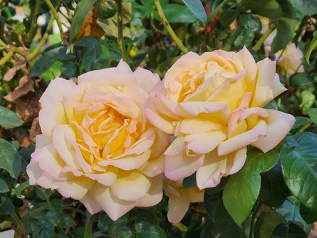 Free Flowers Roses photo and picture