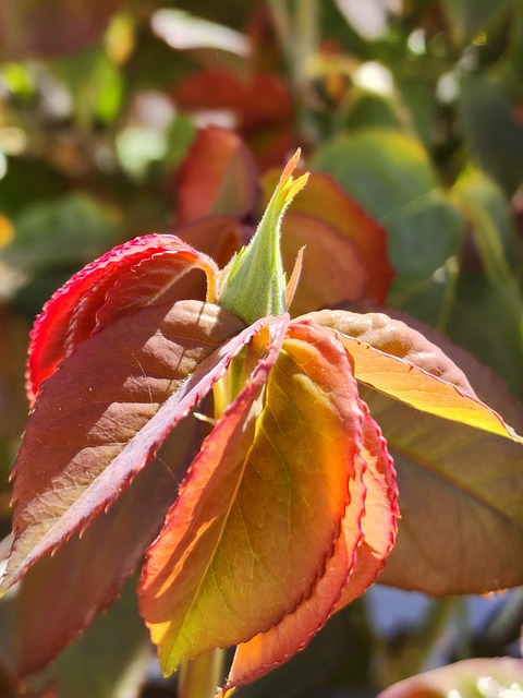 Free Flower Rosebud photo and picture
