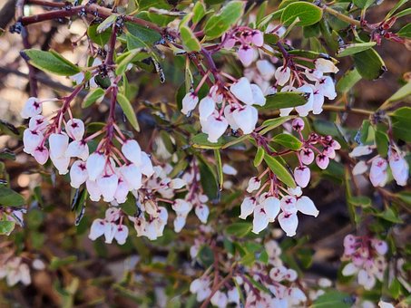 Free Close Up Nature photo and picture