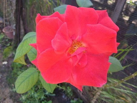 Free Rose Love photo and picture