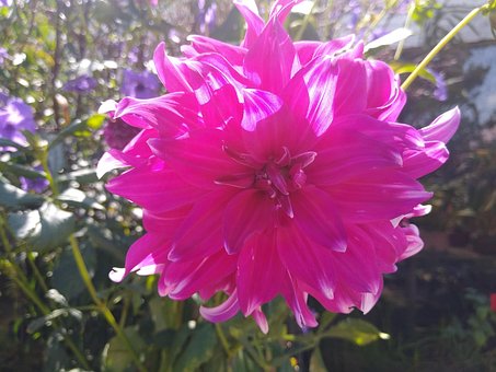 Free Pink Flower Flora Pink photo and picture