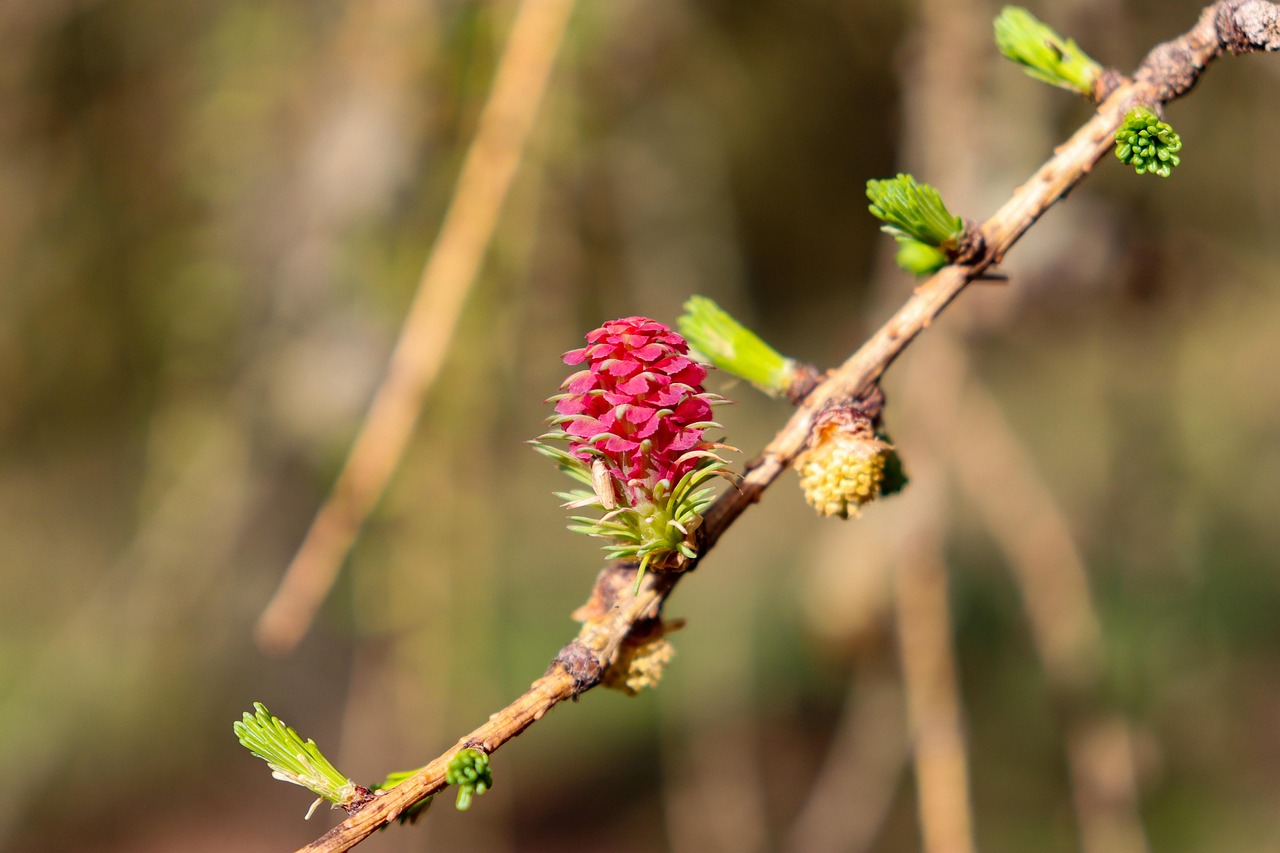 Plantes Fleurir Bloom Le - Photo gratuite sur Pixabay - Pixabay