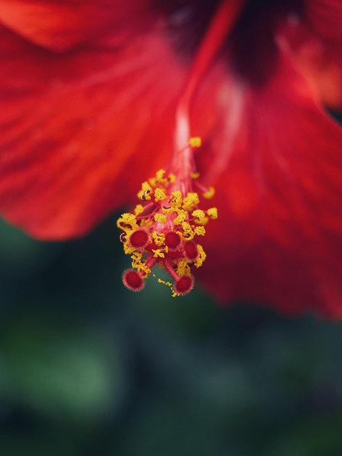 Flor, Hibisco, Florescer, Jardim