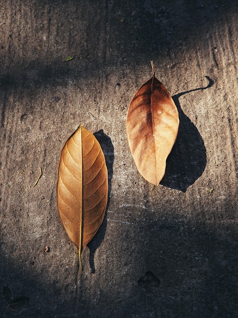 Folhas, Folhagem, Folhas Caídas