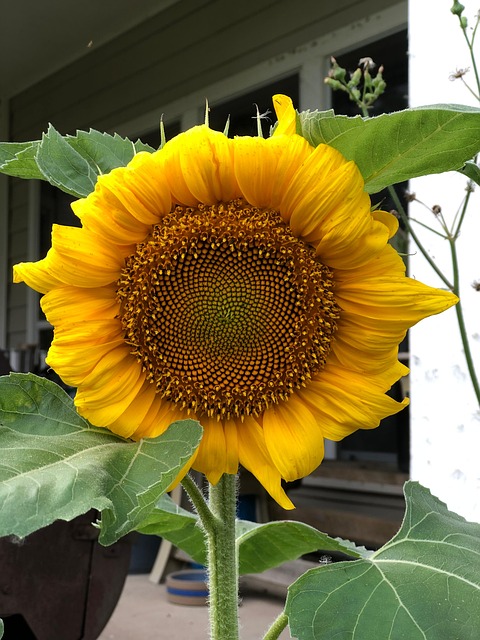 Free Flower Sunflowers photo and picture