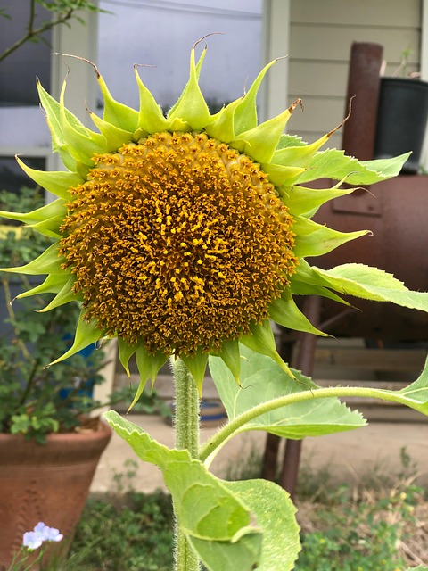 Free Flower Sunflowers photo and picture