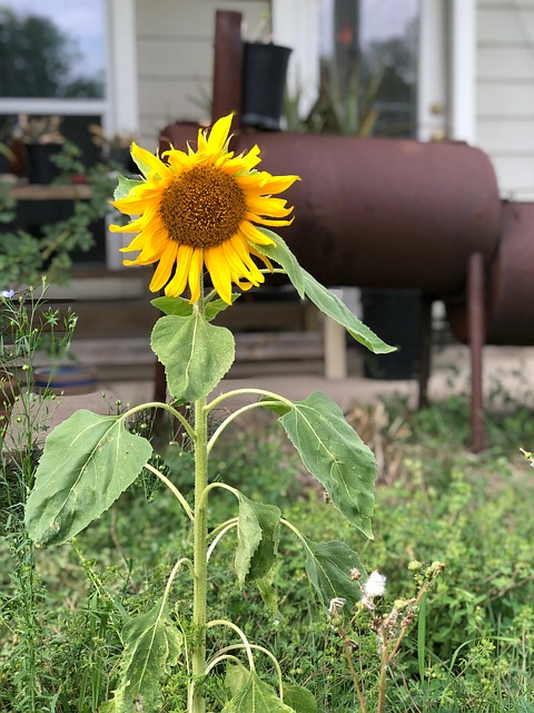 Free Sunflowers Bloom photo and picture