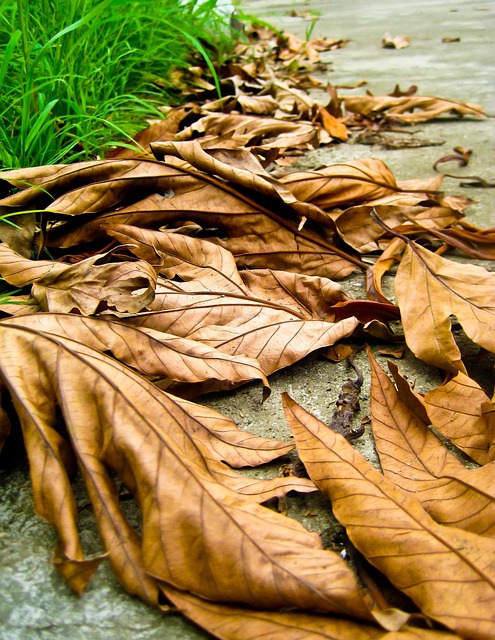 Sale De, Otoño, Bosque, El Verano
