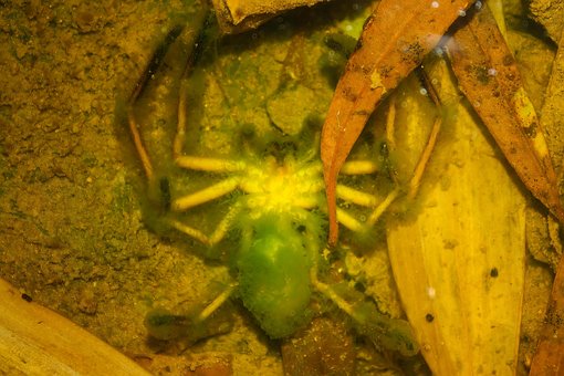 Araña Muerta, Molde, Agua, Naturaleza